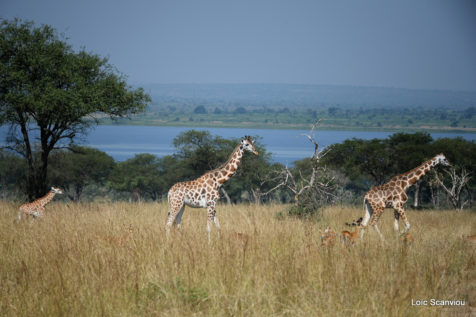 Girafe de Rothschild/Rothschild's Giraffe (4)