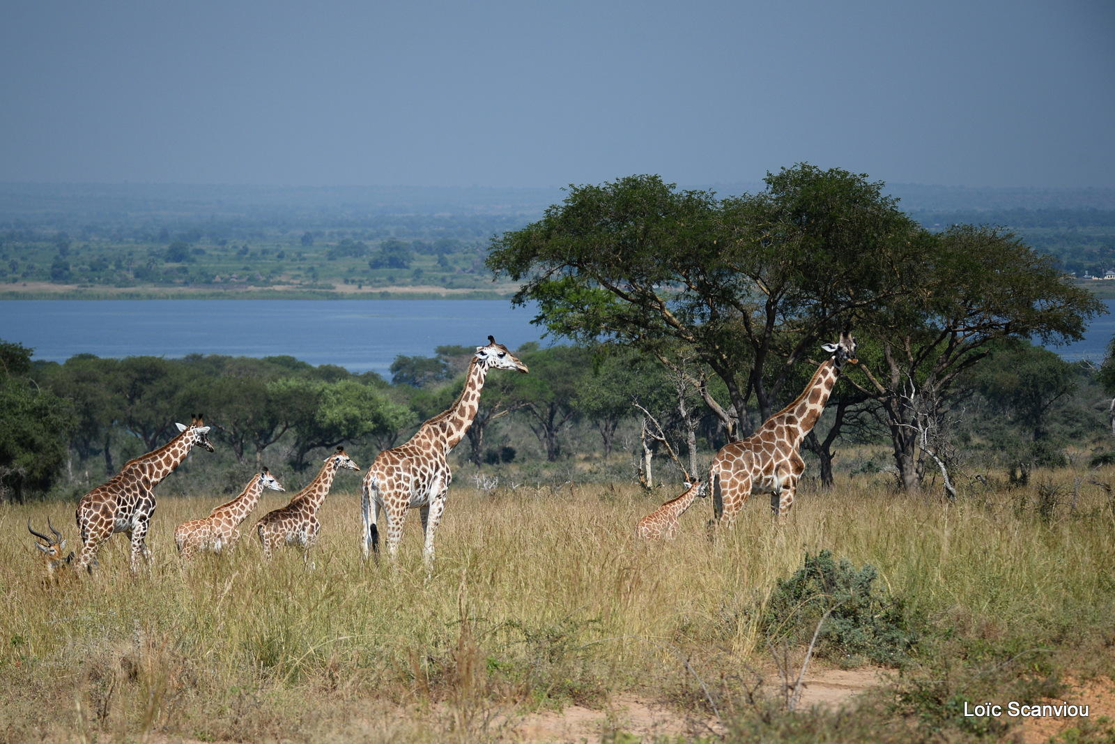 Girafe de Rothschild/Rothschild's Giraffe (5)