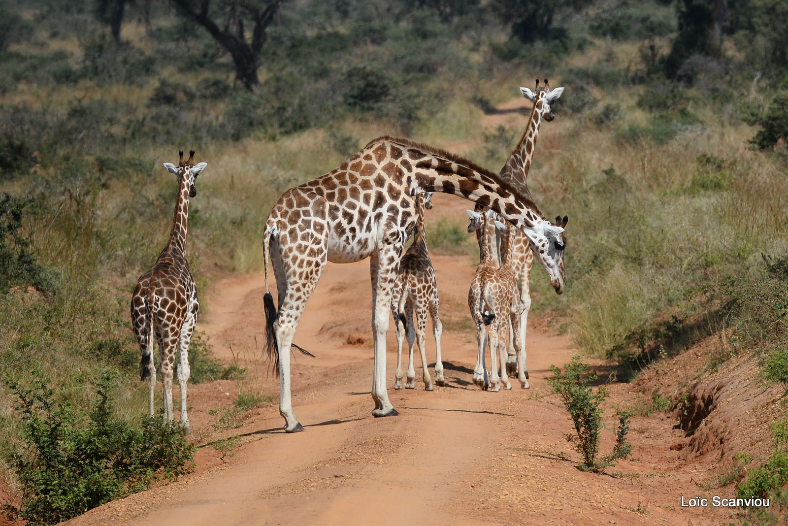 Girafe de Rothschild/Rothschild's Giraffe (6)