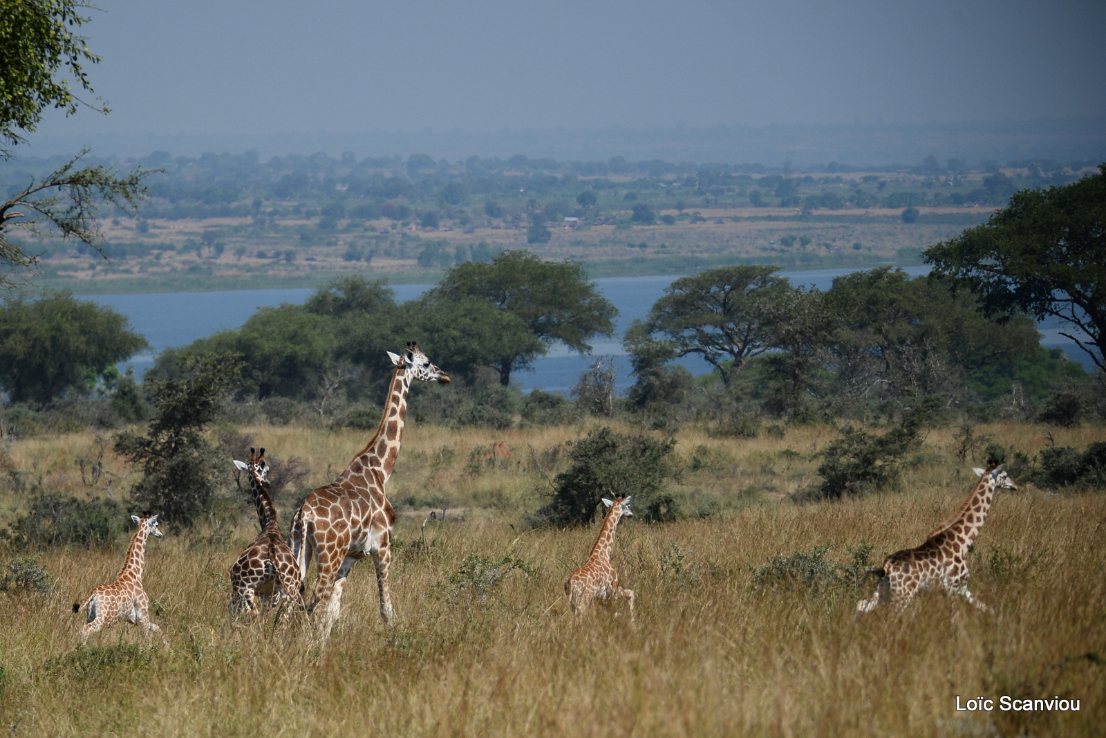 Girafe de Rothschild/Rothschild's Giraffe (8)