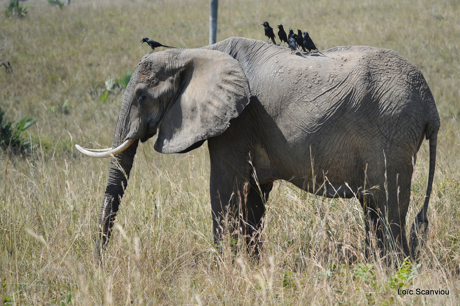 Éléphant de savane d'Afrique/Savanna Elephant (11)