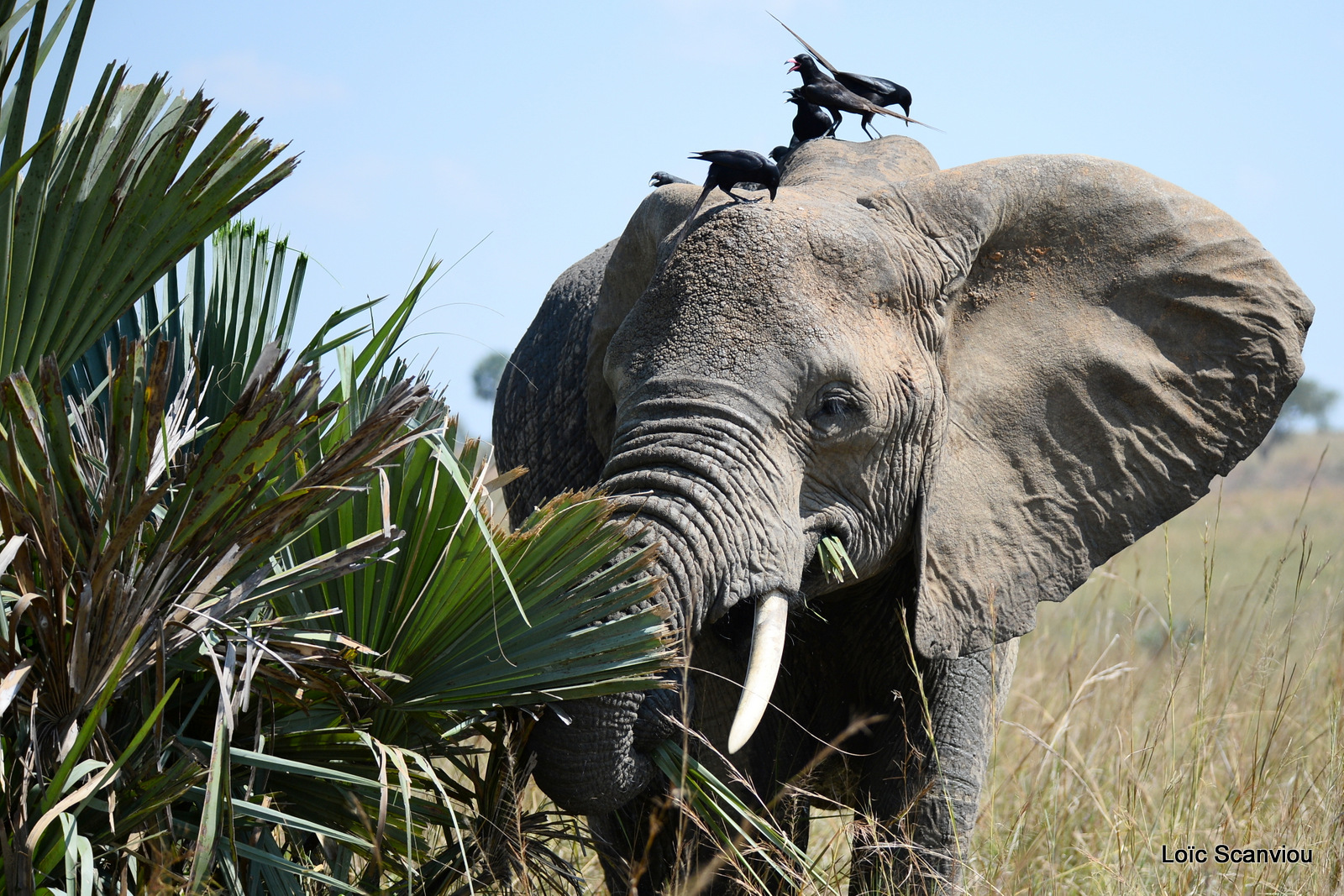Éléphant de savane d'Afrique/Savanna Elephant (12)
