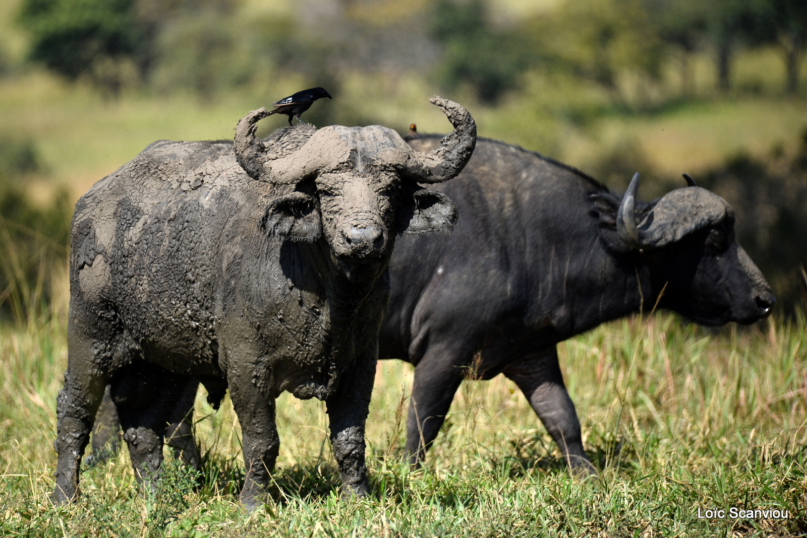 Buffle d'Afrique/Cape Buffalo (3)