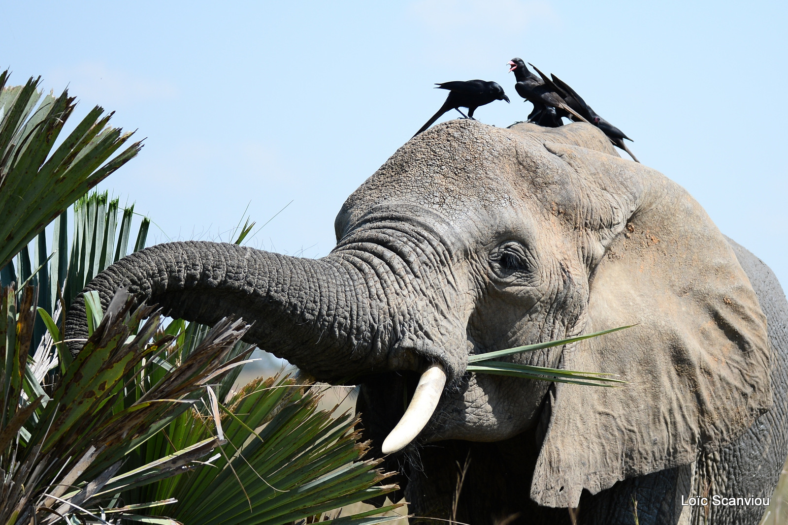 Éléphant de savane d'Afrique/Savanna Elephant (13)