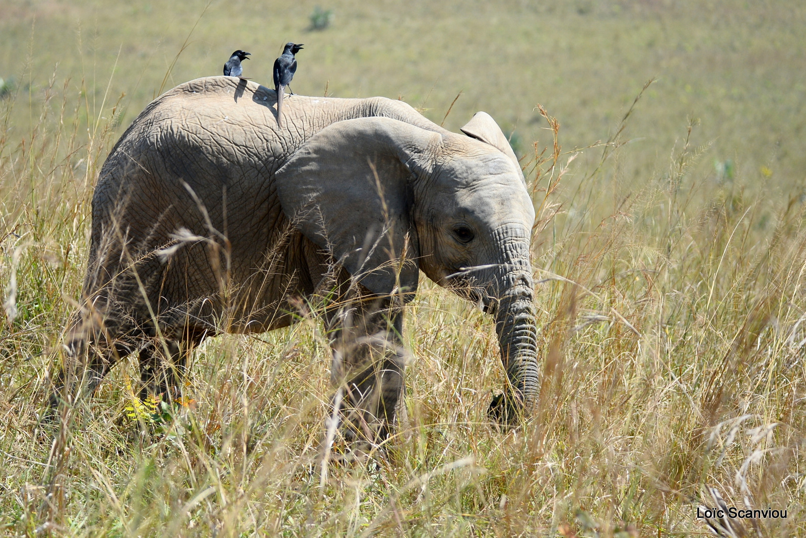 Éléphant de savane d'Afrique/Savanna Elephant (14)
