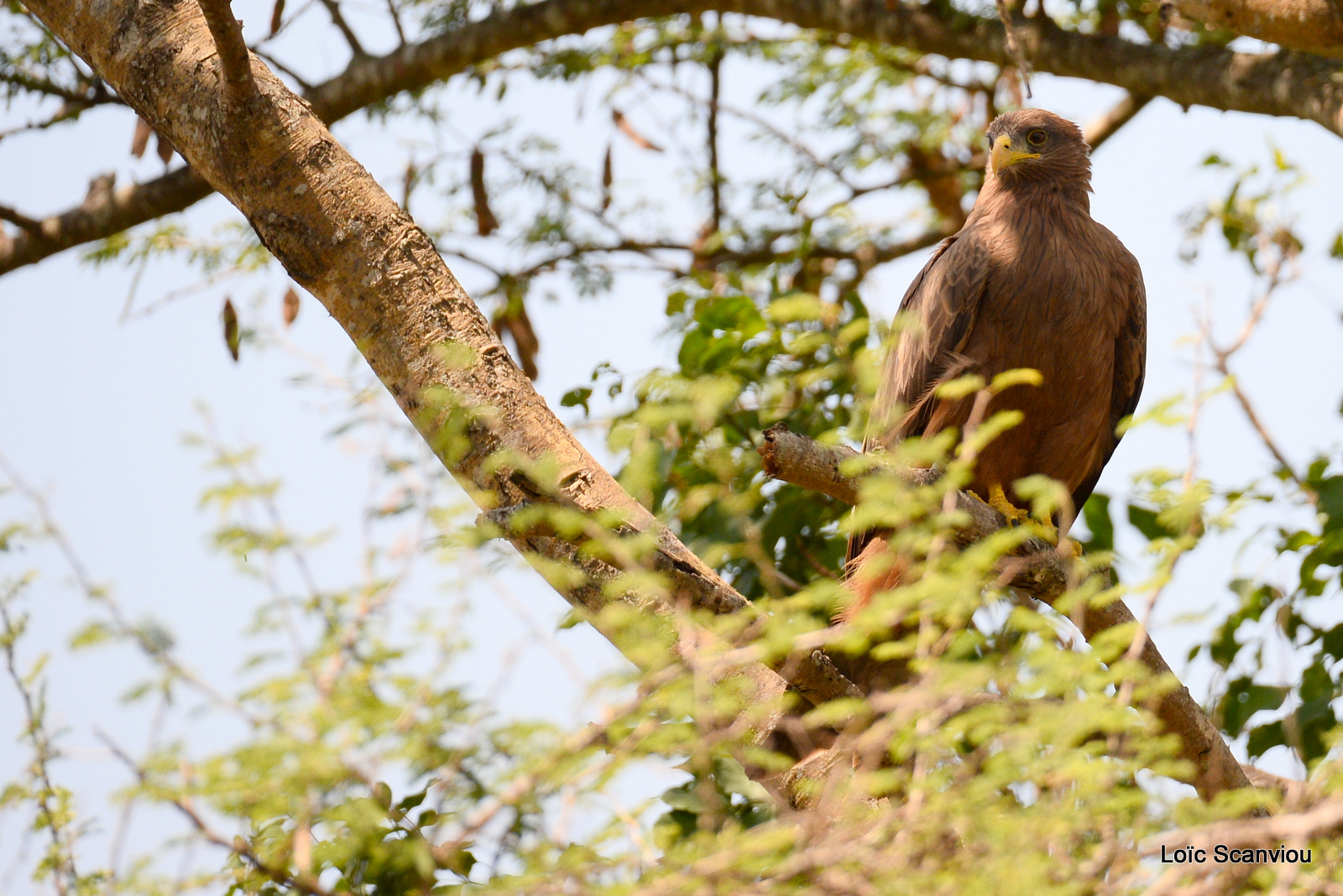 Murchison Falls (72)