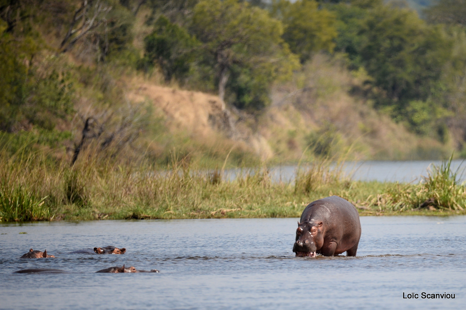 Murchison Falls (75)