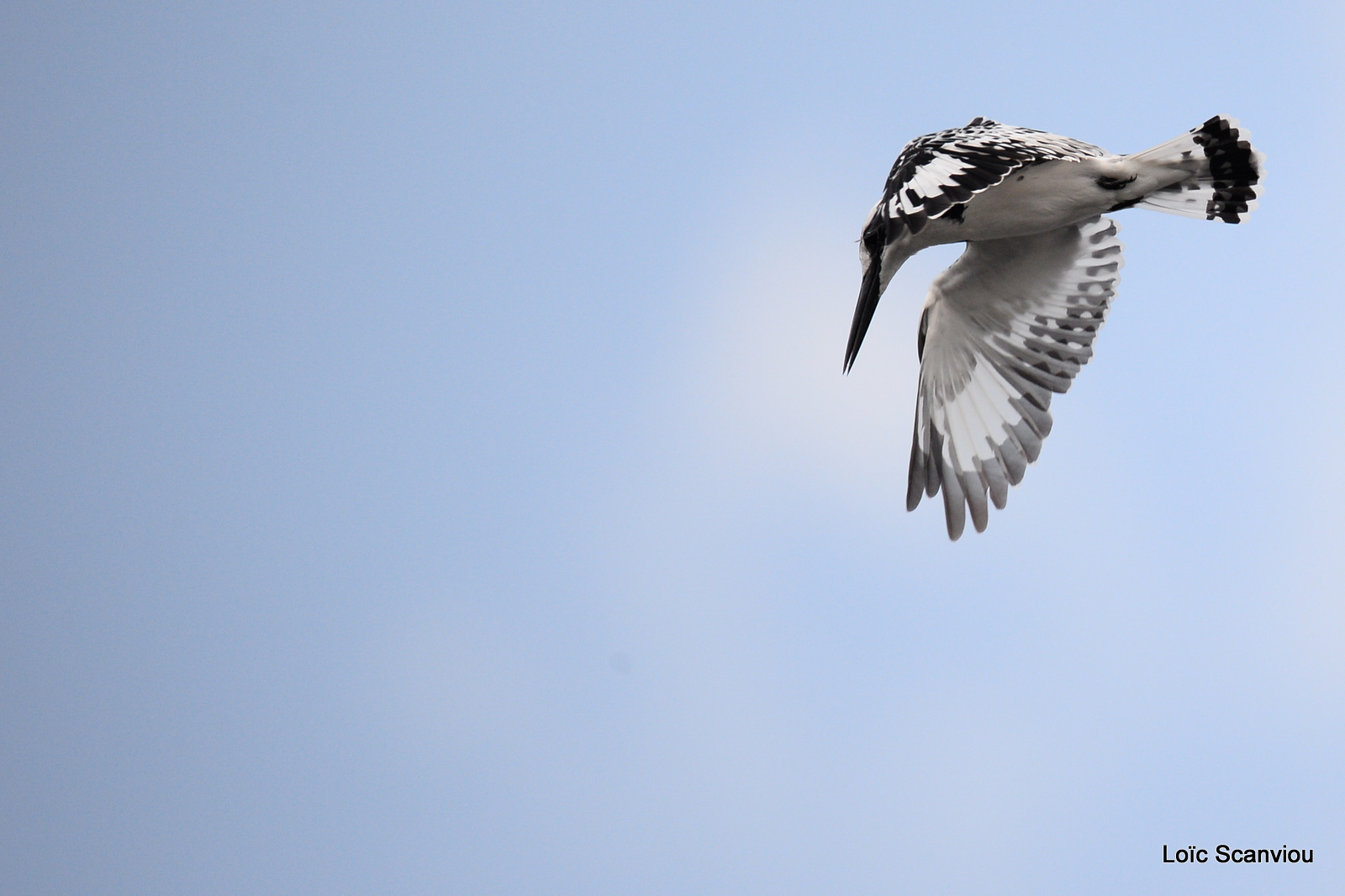 Martin-pêcheur pie/Pied Kingfisher (1)