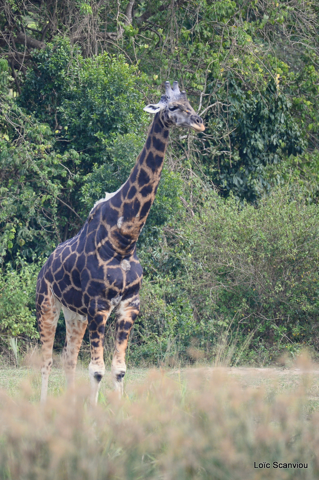 Girafe de Rothschild/Rothschild's Giraffe (9)