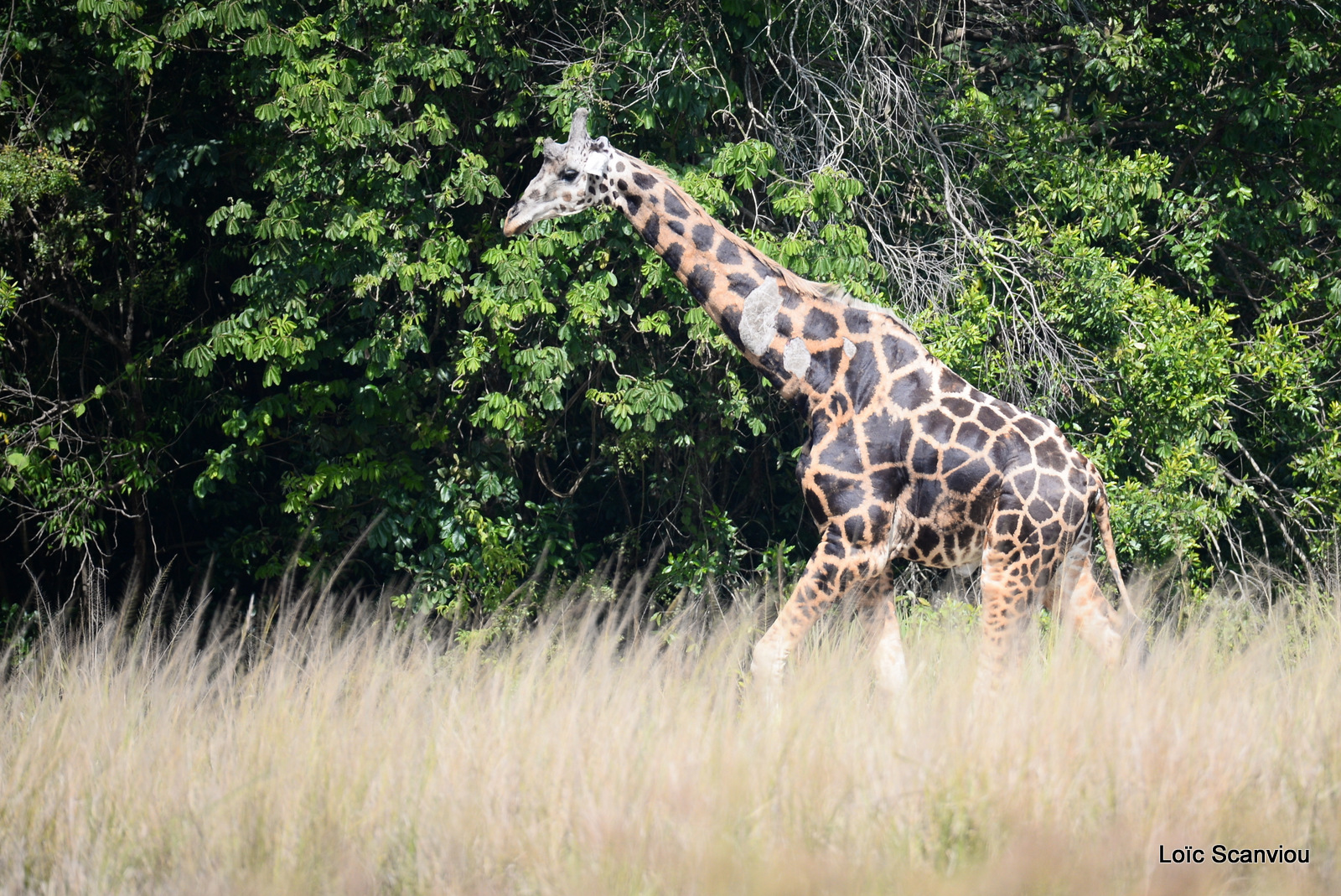 Girafe de Rothschild/Rothschild's Giraffe (10)