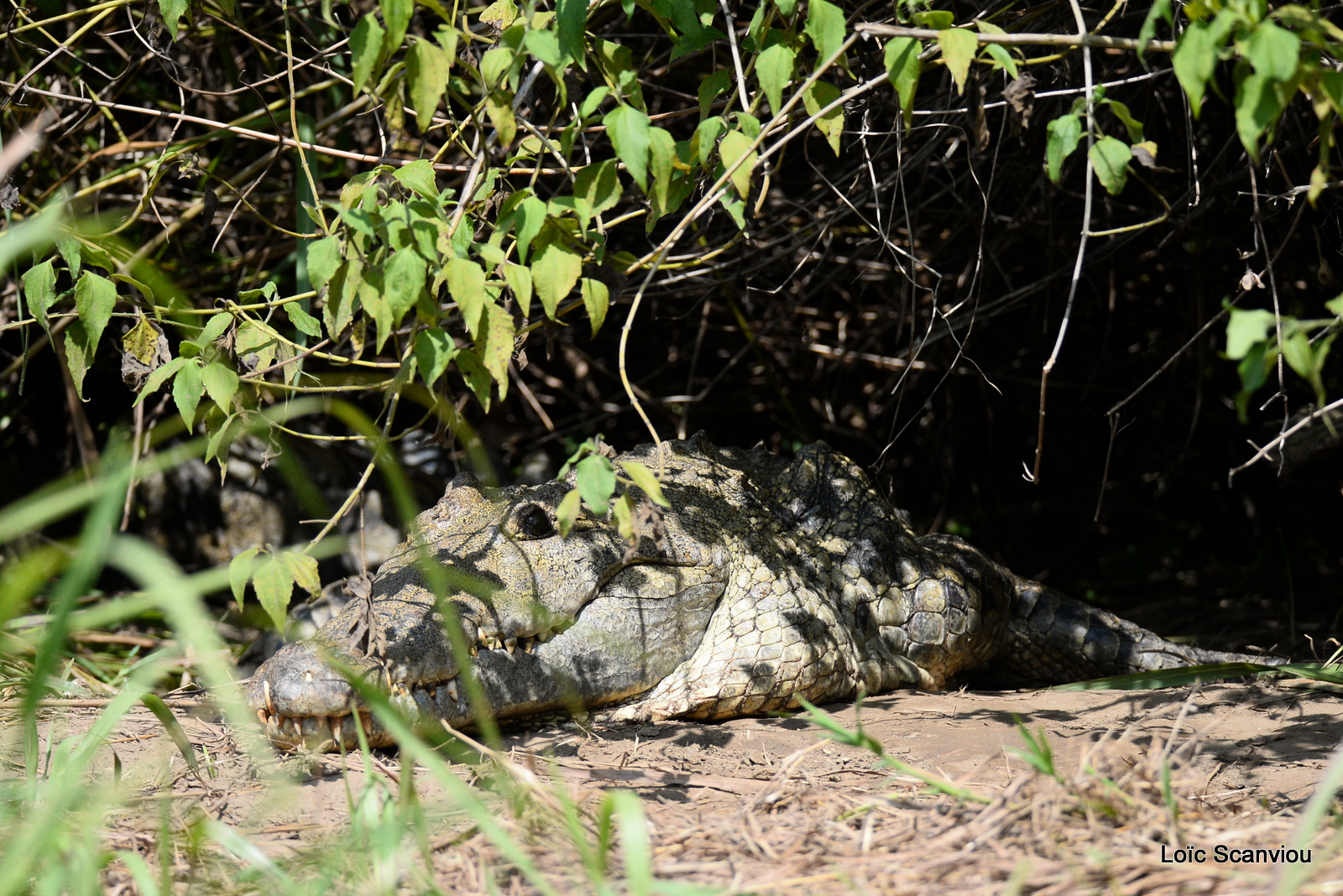 Murchison Falls (81)