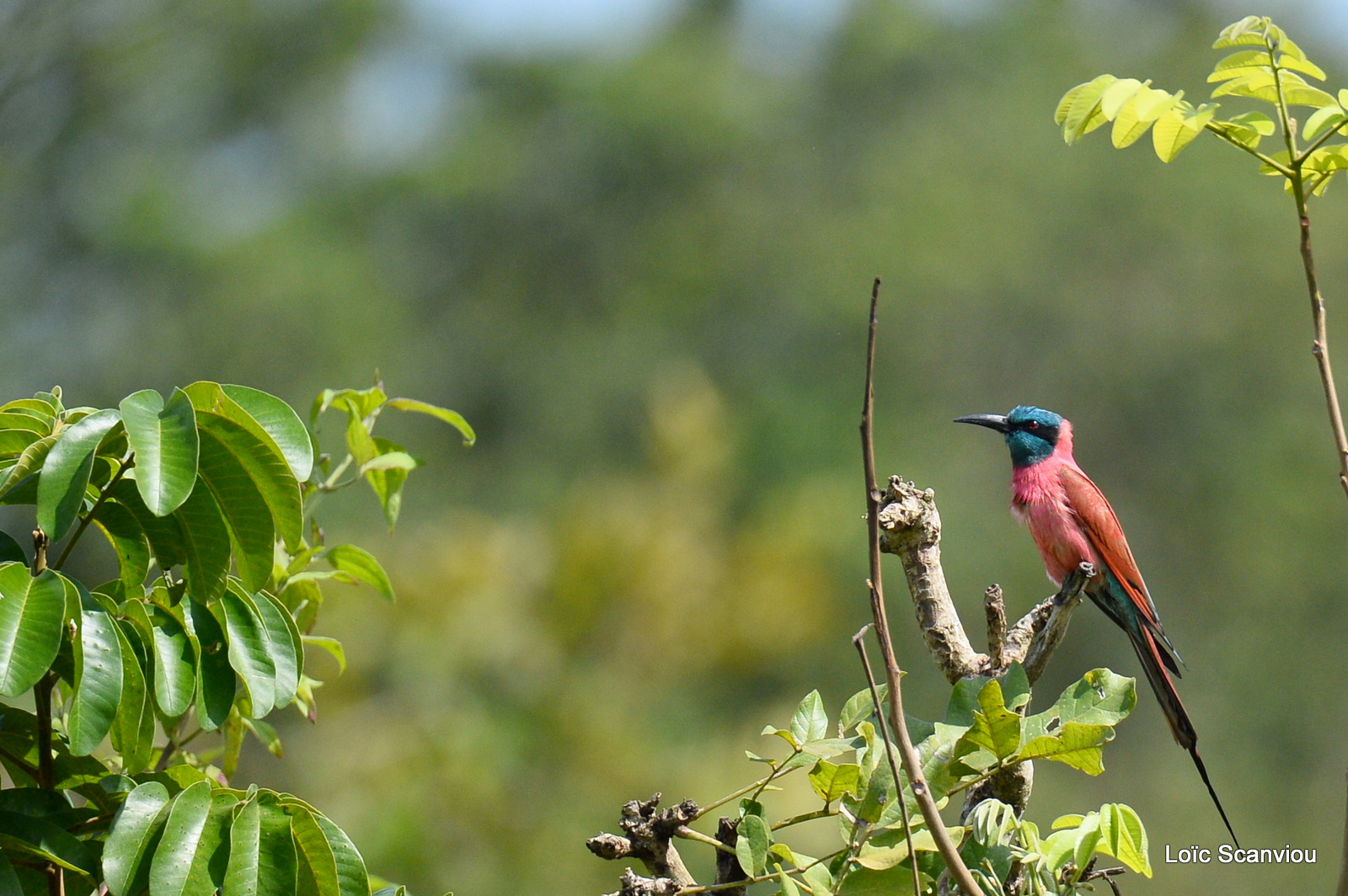 Guêpier écarlate/Northern Carmine Bee-eater (1)