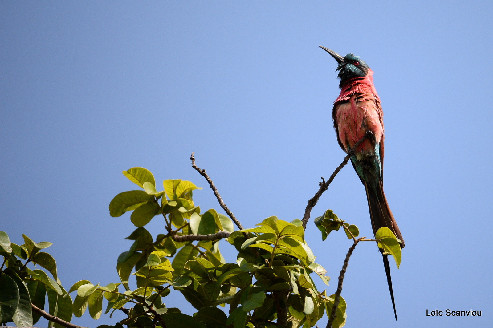 Guêpier écarlate/Northern Carmine Bee-eater (2)