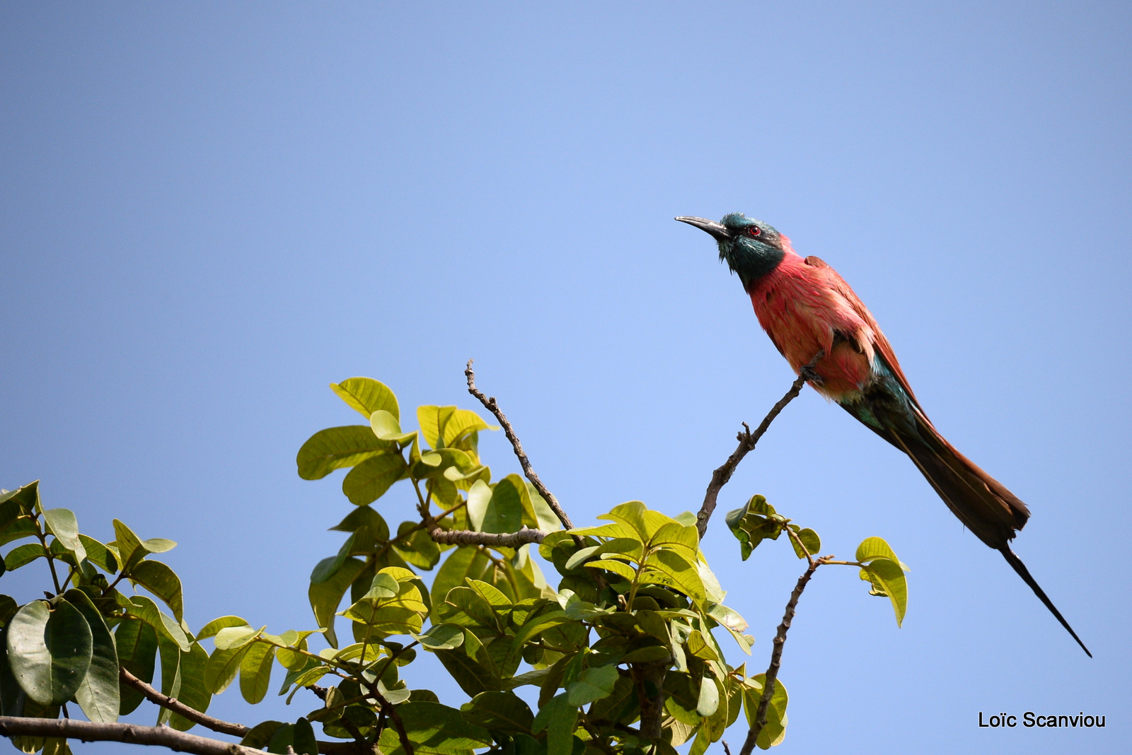 Guêpier écarlate/Northern Carmine Bee-eater (3)