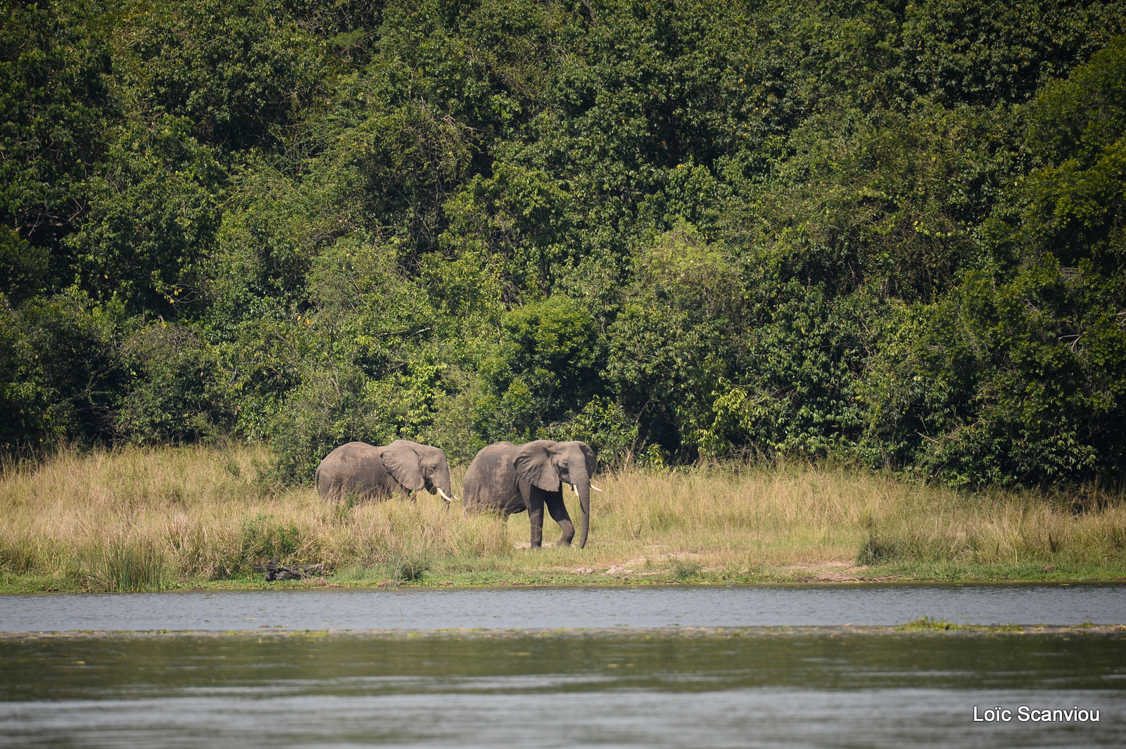 Éléphant de savane d'Afrique/Savanna Elephant (15)