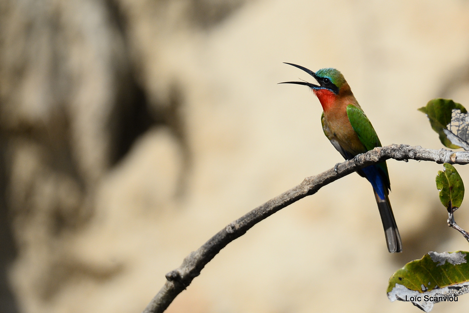 Guêpier à gorge rouge/Red-throated Bee-eater (1)