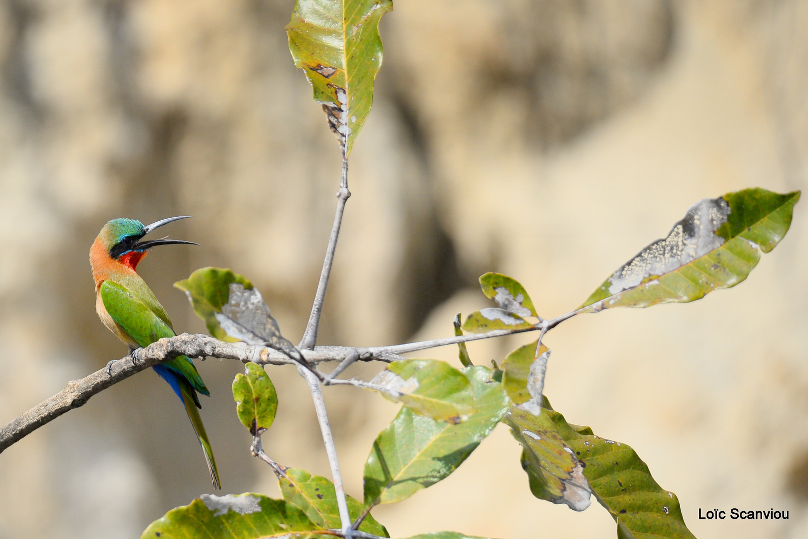 Guêpier à gorge rouge/Red-throated Bee-eater (2)