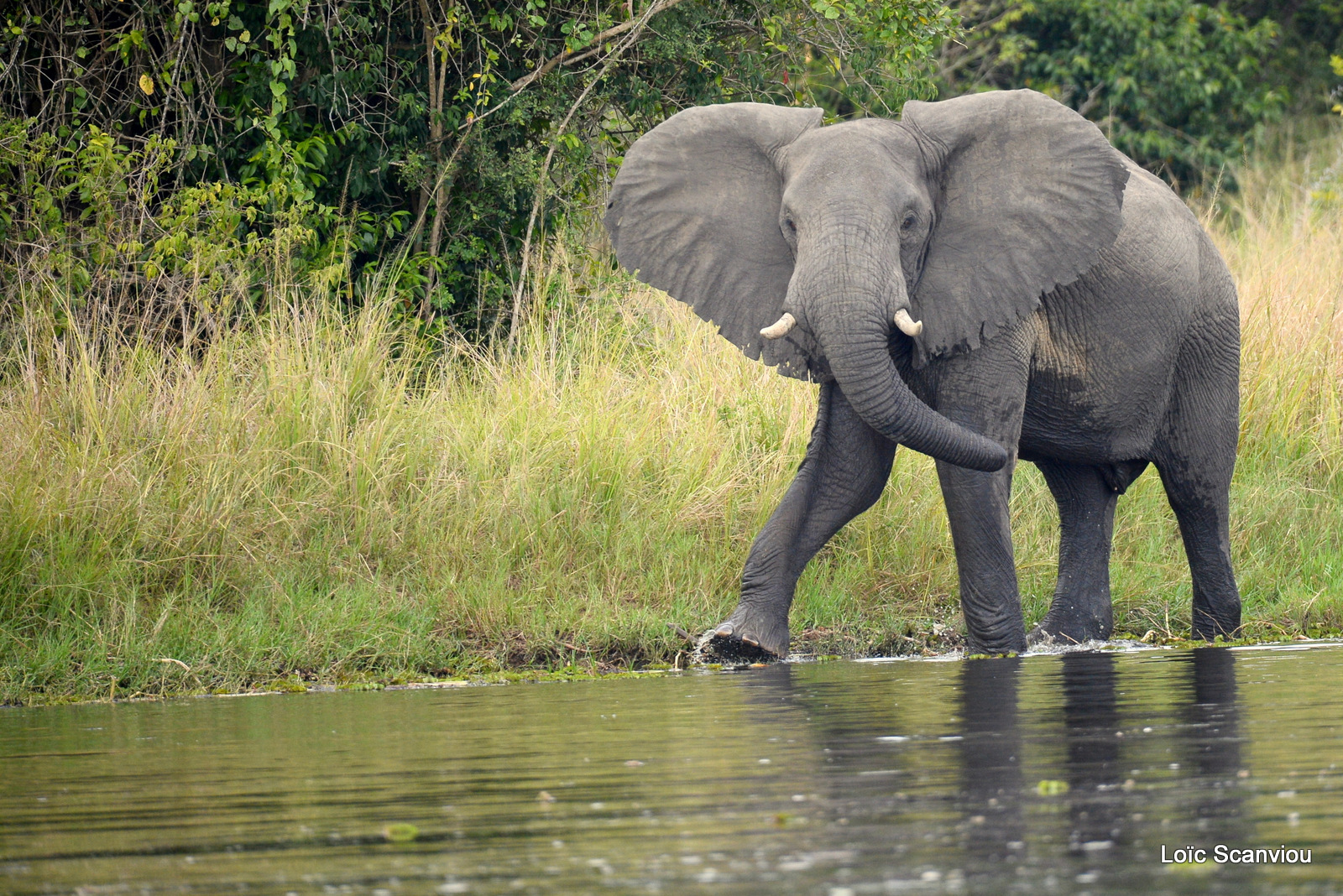 Éléphant de savane d'Afrique/Savanna Elephant (16)