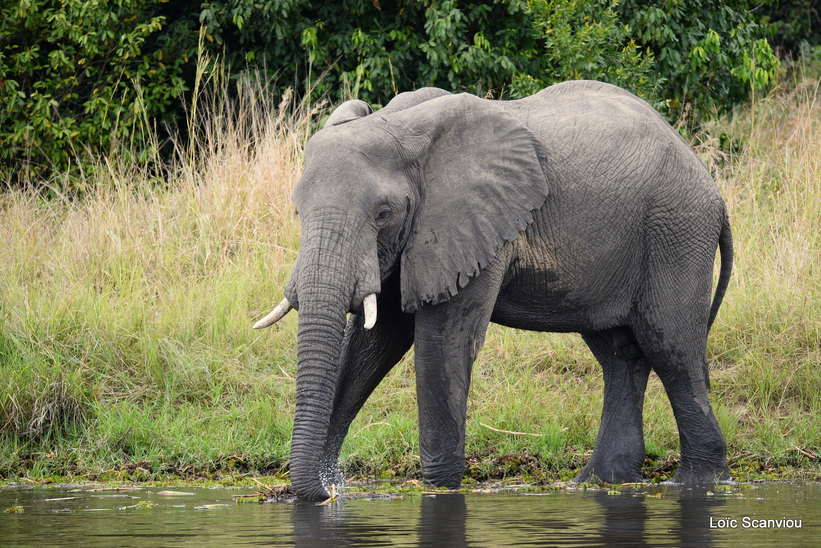 Éléphant de savane d'Afrique/Savanna Elephant (17)