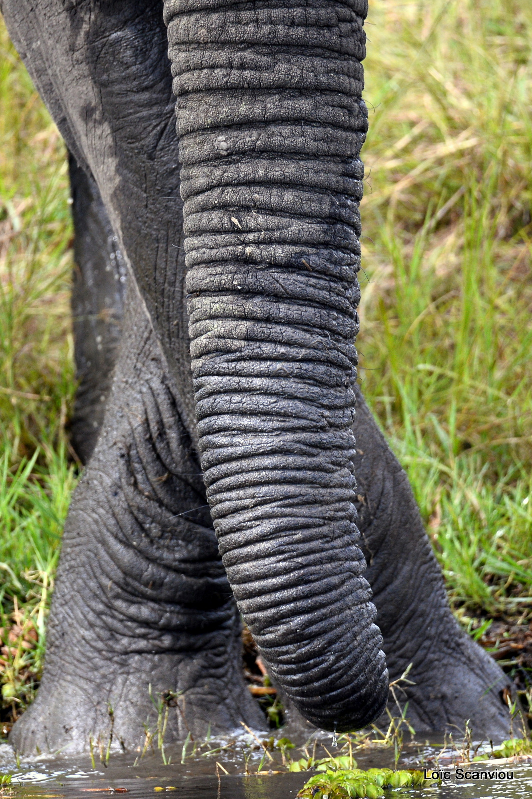 Éléphant de savane d'Afrique/Savanna Elephant (18)