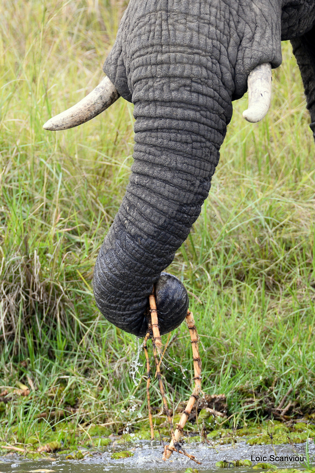 Éléphant de savane d'Afrique/Savanna Elephant (19)