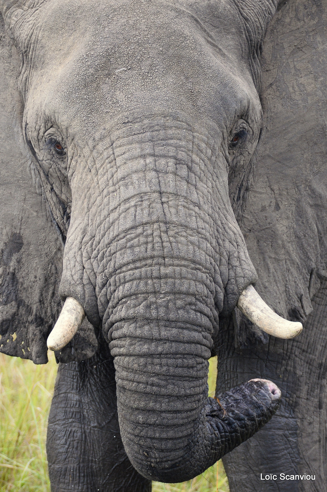 Éléphant de savane d'Afrique/Savanna Elephant (20)