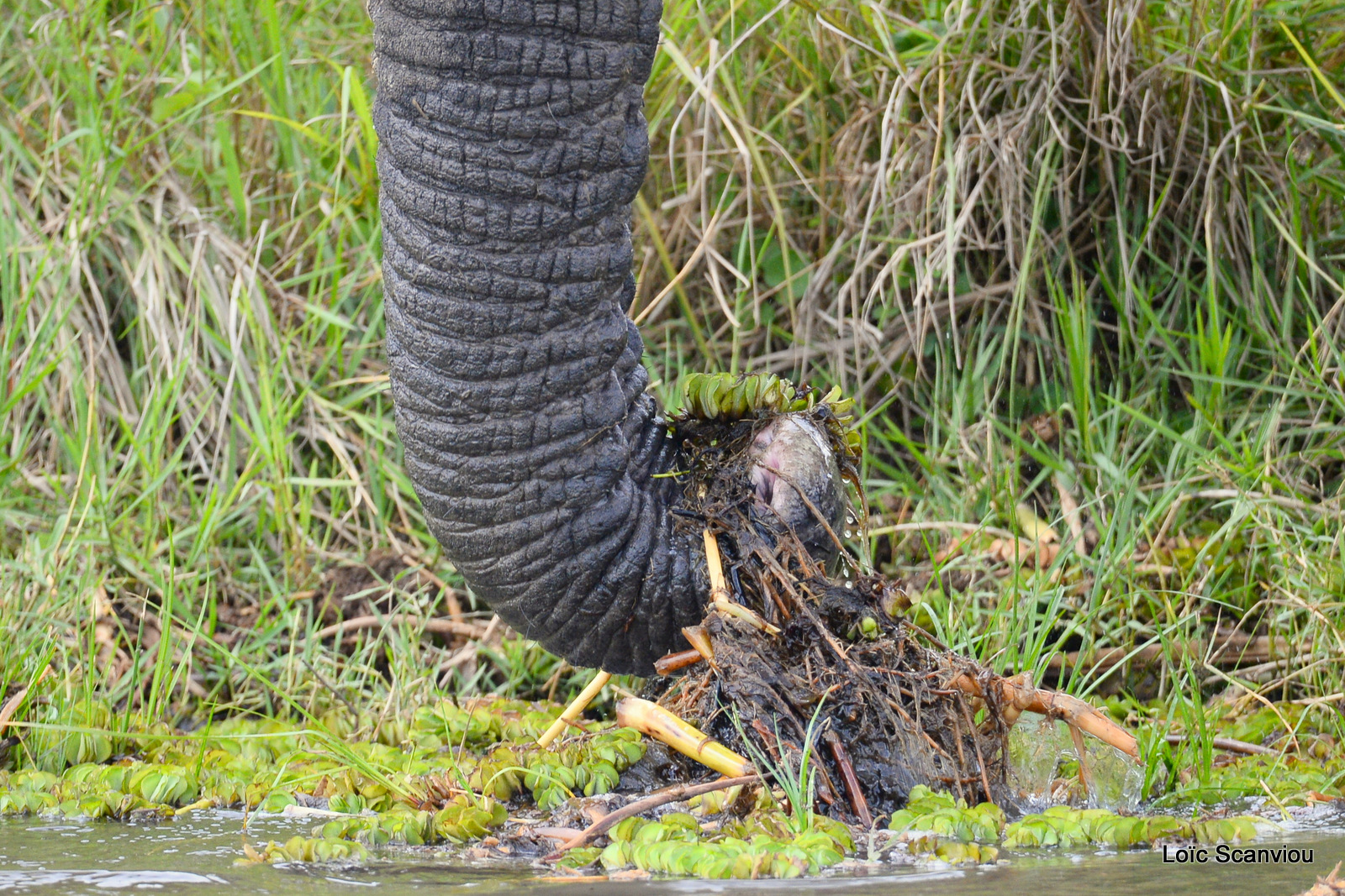 Éléphant de savane d'Afrique/Savanna Elephant (21)