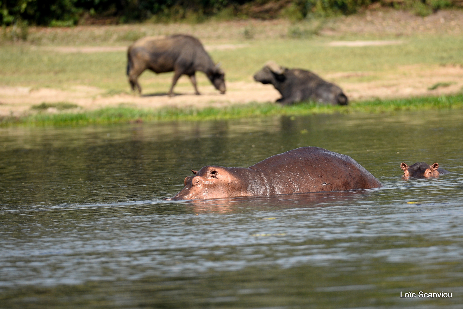 Buffle d'Afrique et hippopotame amphibie (1)