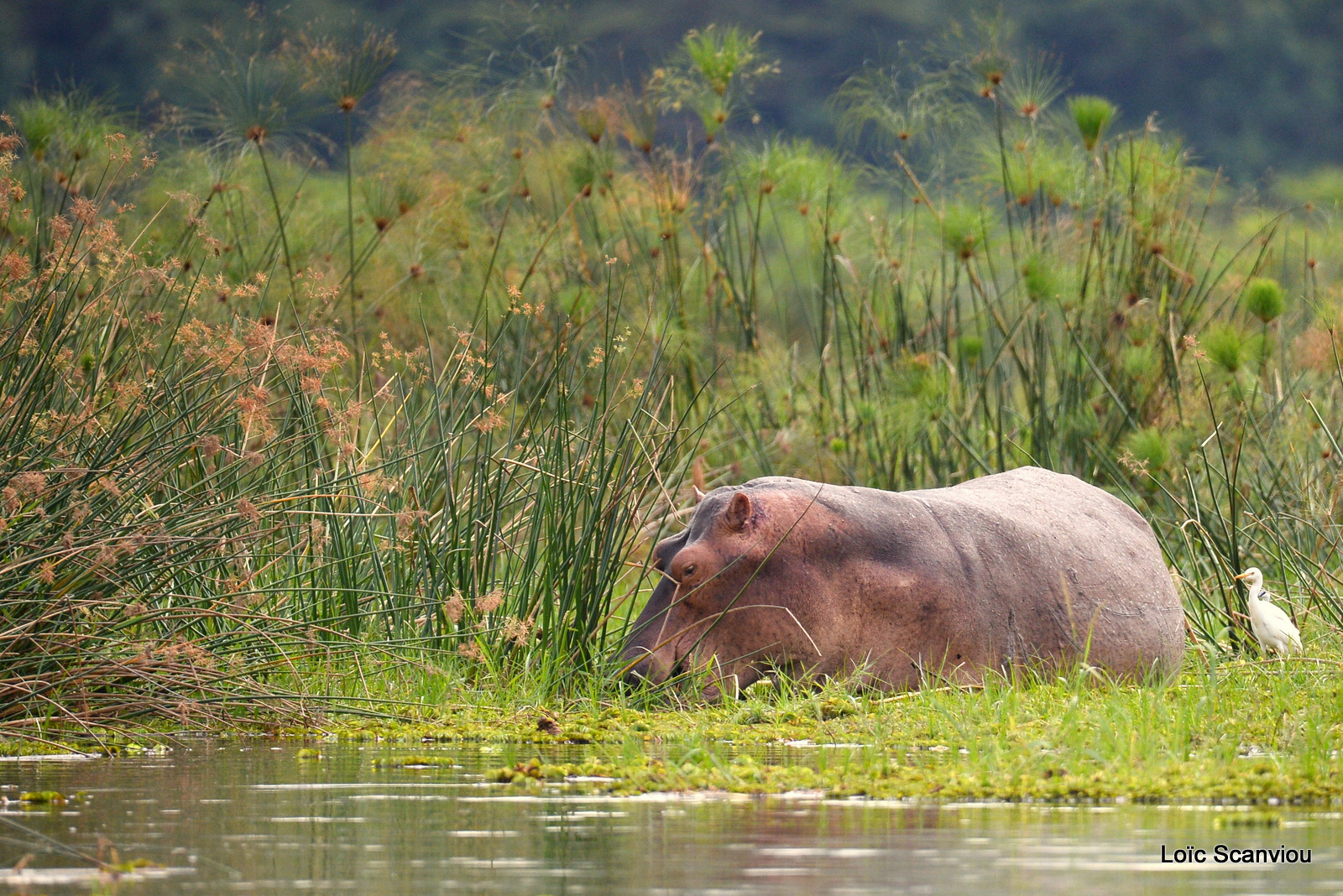 Murchison Falls (98)