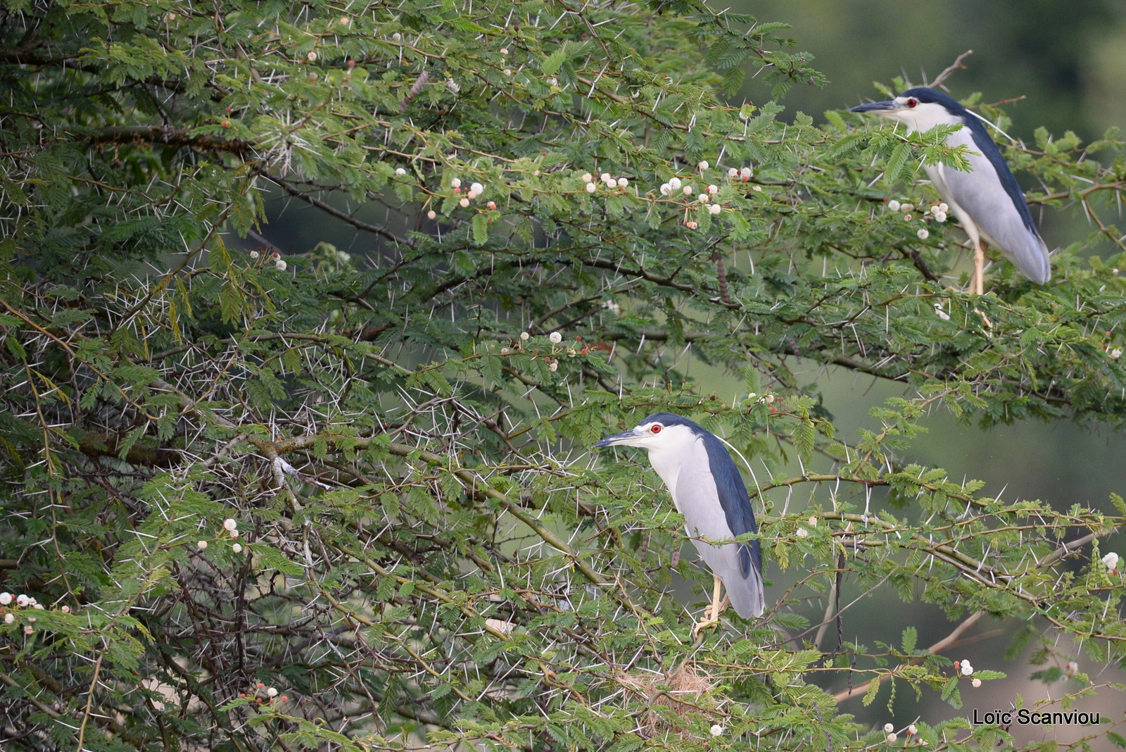 Murchison Falls (99)