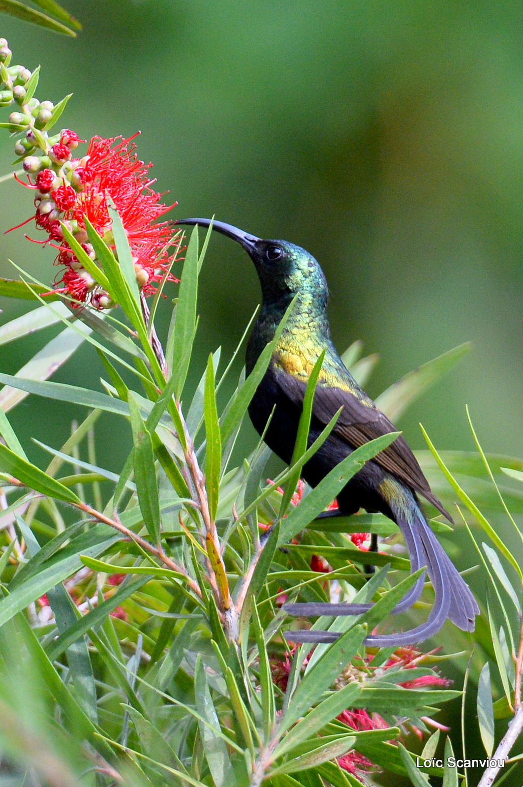 Souimanga bronzé/Bronze Sunbird (1)