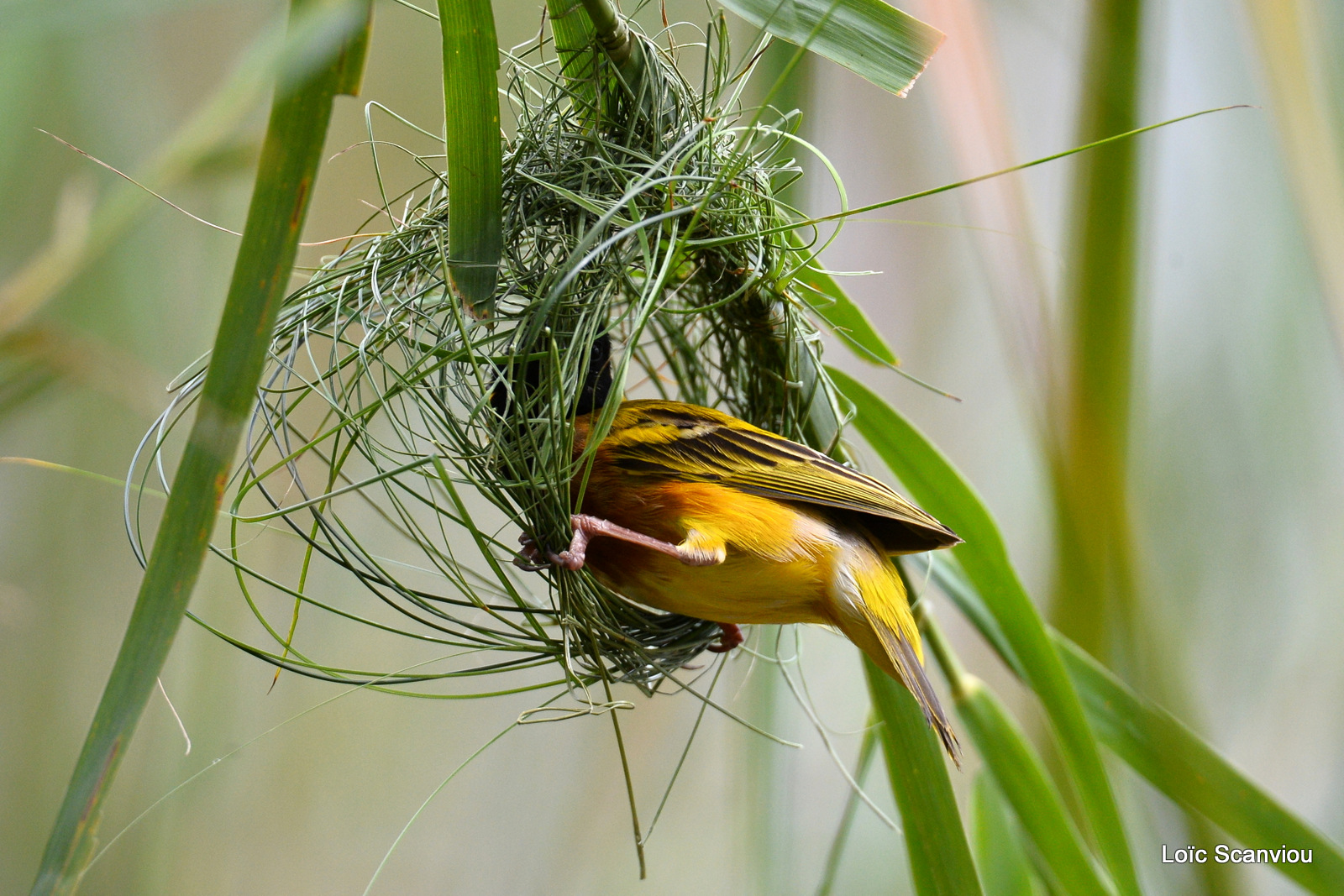 Tisserin à tête noire/Black-headed Weaver (1)