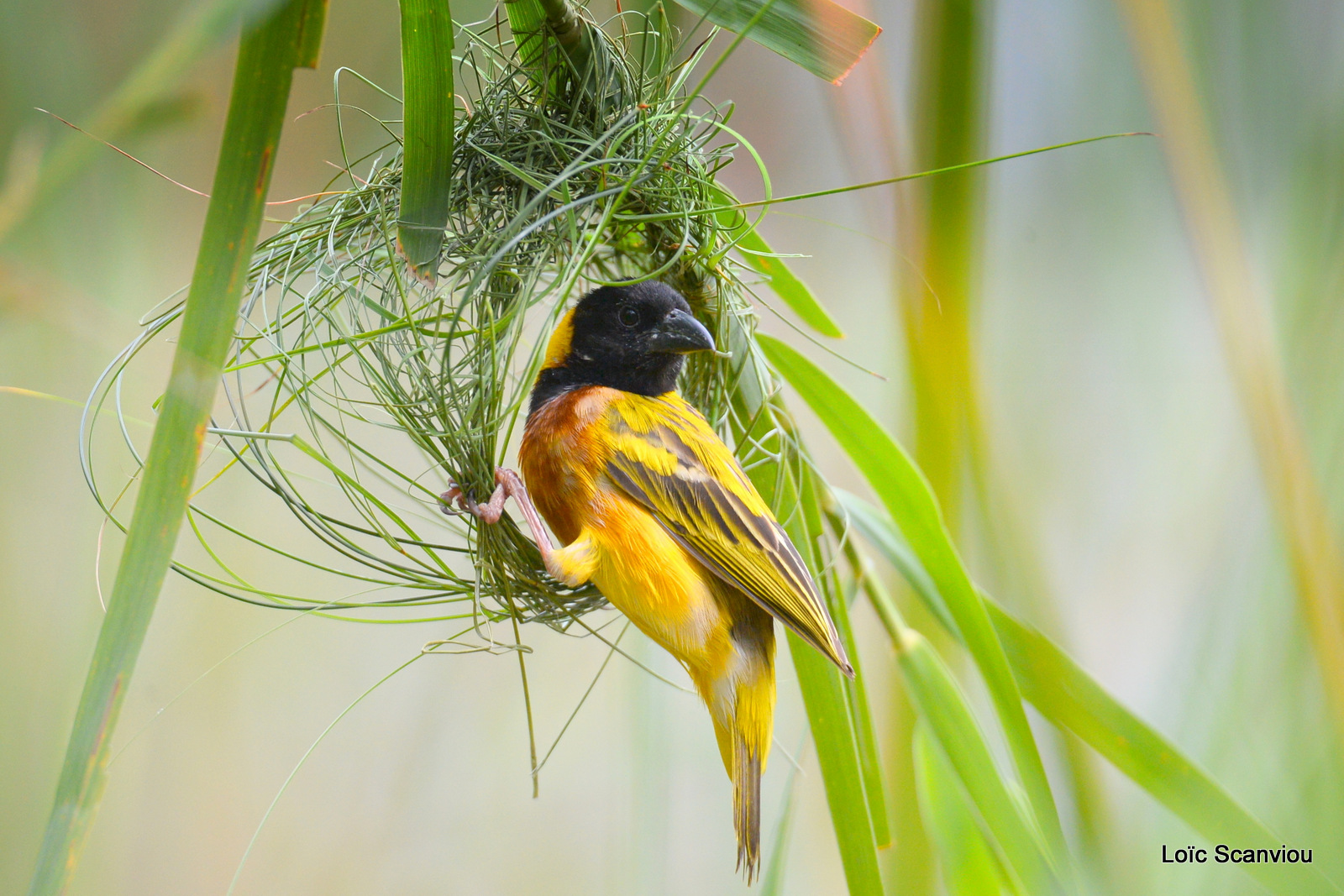 Tisserin à tête noire/Black-headed Weaver (2)