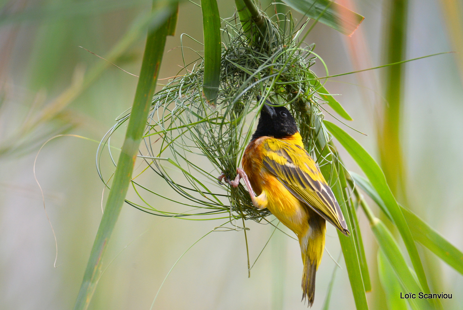 Tisserin à tête noire/Black-headed Weaver (3)