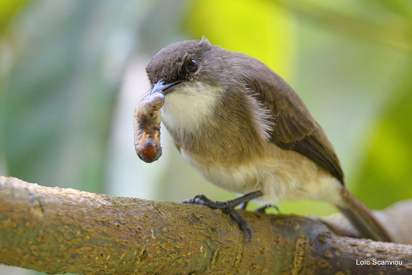 Gobemouche des marais/Swamp Flycatcher (1)