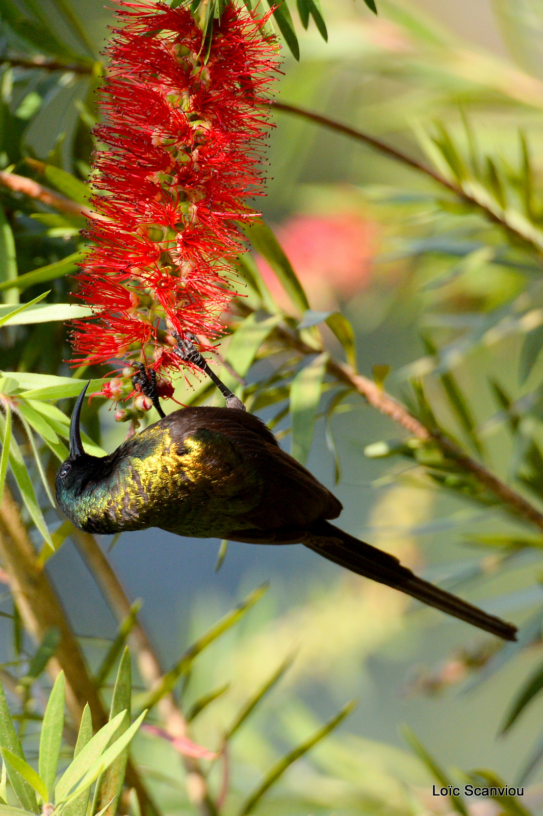 Souimanga bronzé/Bronze Sunbird (2)