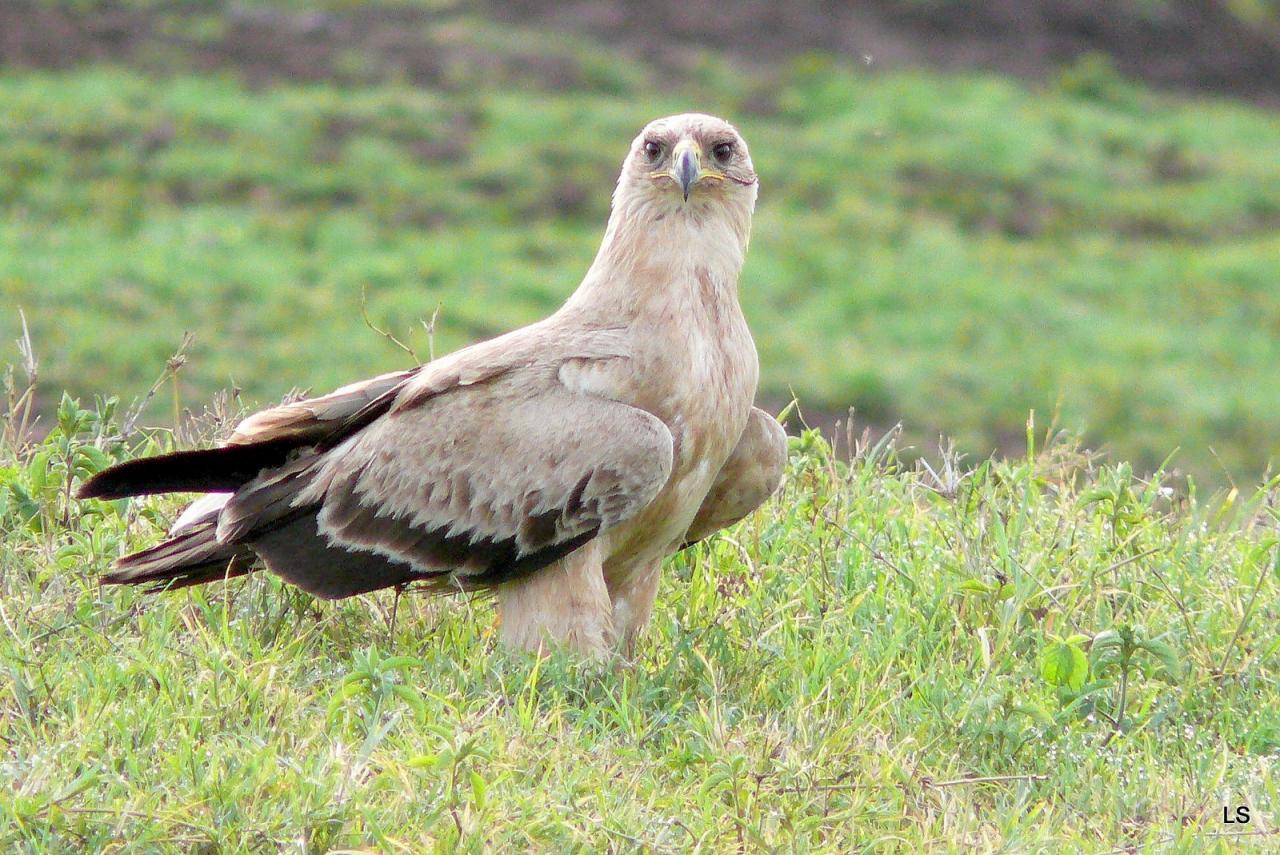 Aigle ravisseur/Tawny Eagle (1)