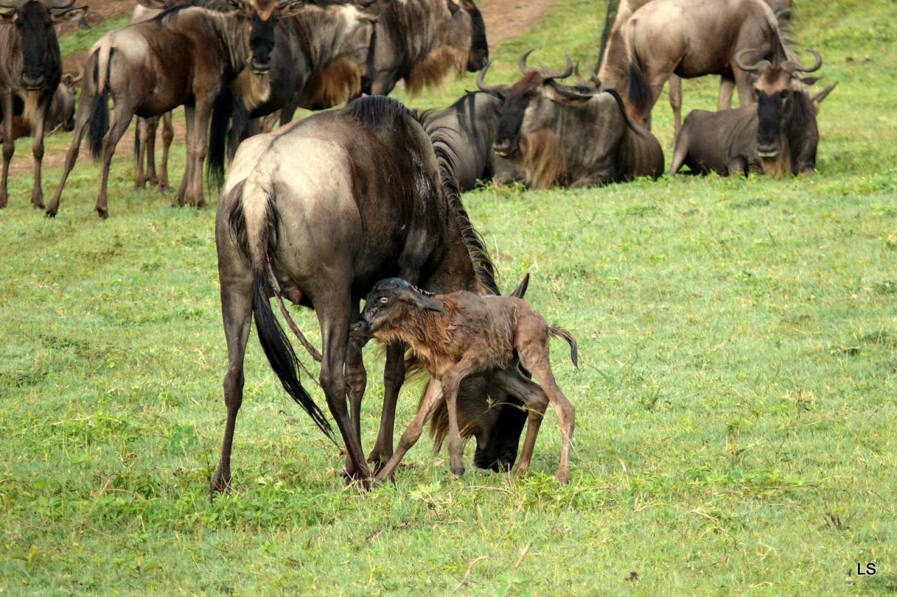 Gnou bleu à barbe blanche/Blue Wildebeest (1)