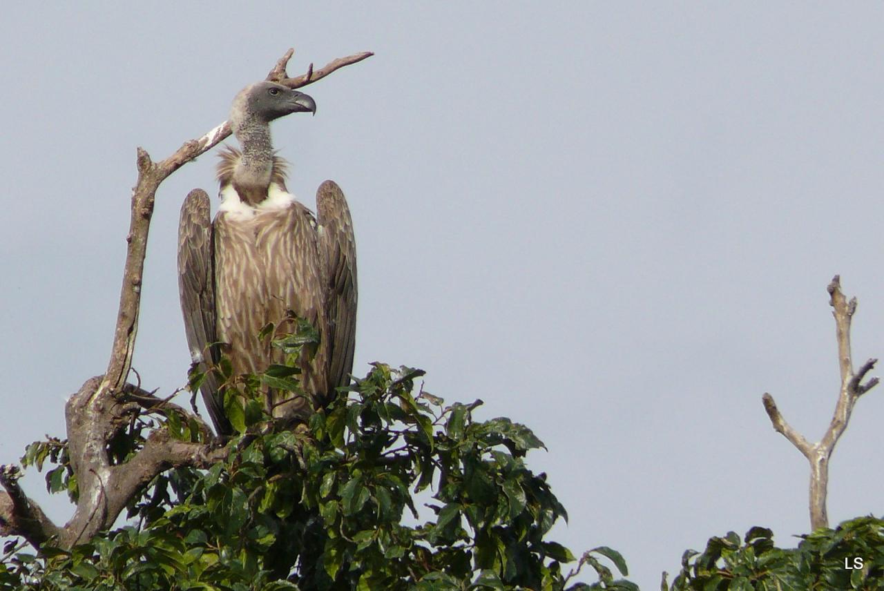 Vautour africain/African White-backed Vulture (1)