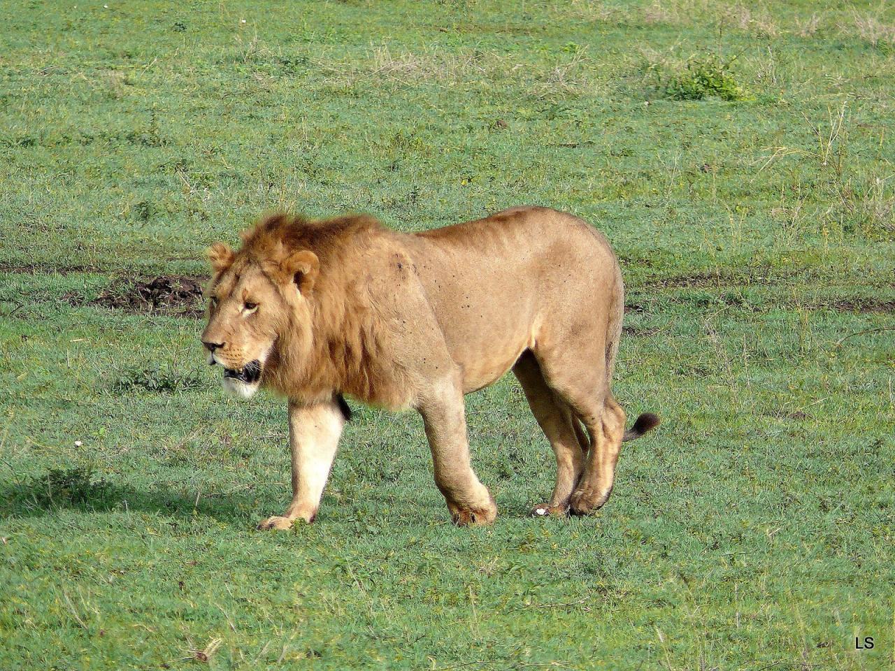 Lion (1)
