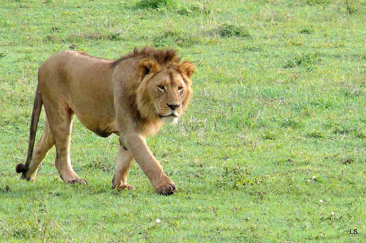 Lion (2)