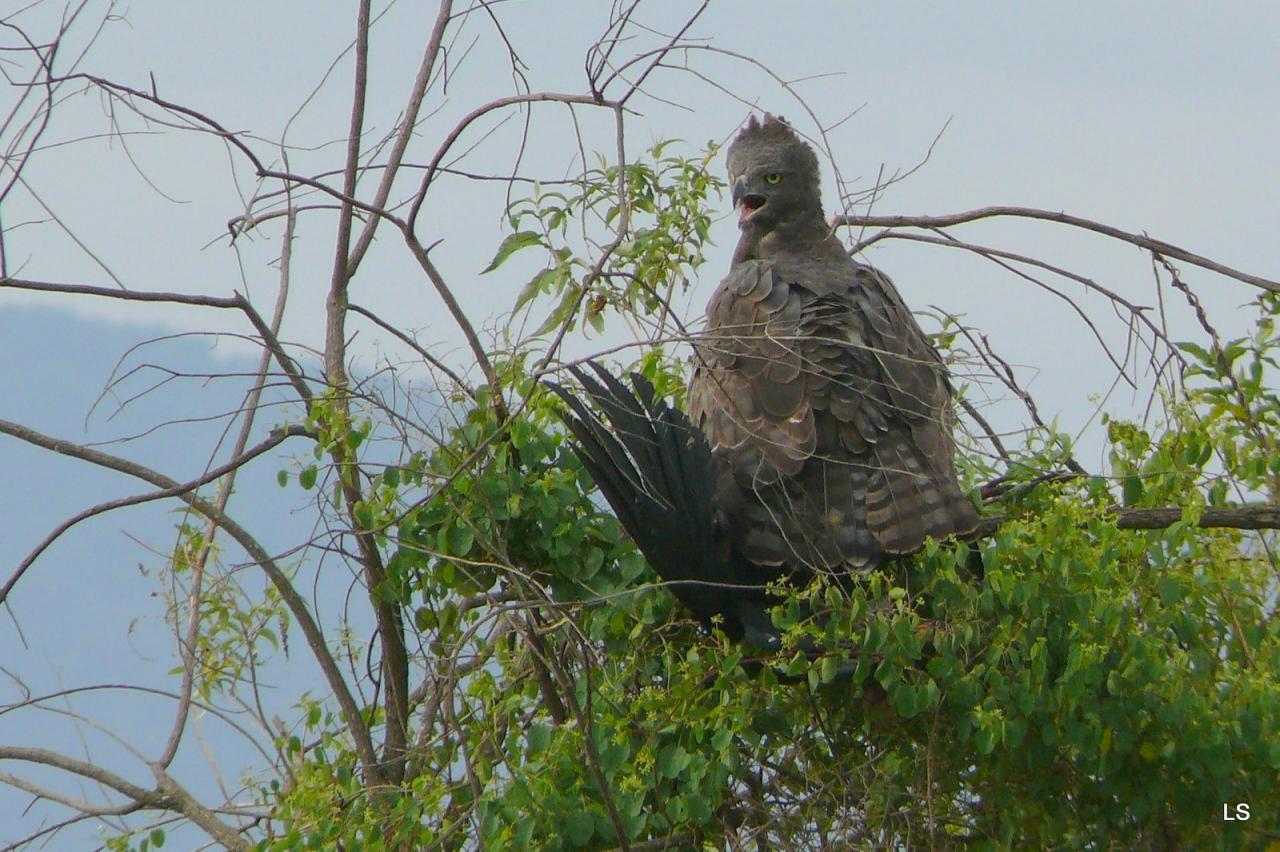 Aigle couronné/African Crowned Eagle (1)
