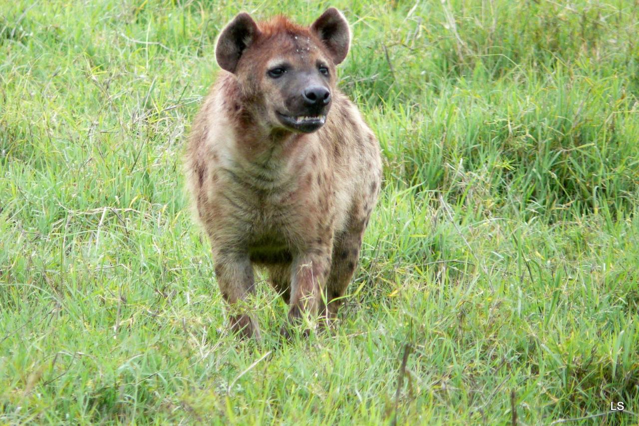 Hyène tachetée/Spotted Hyena (2)