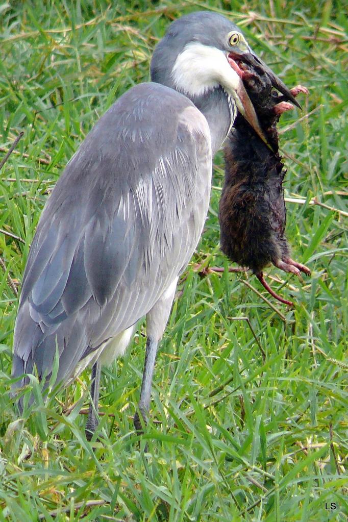 Héron cendré/Grey Heron (1)