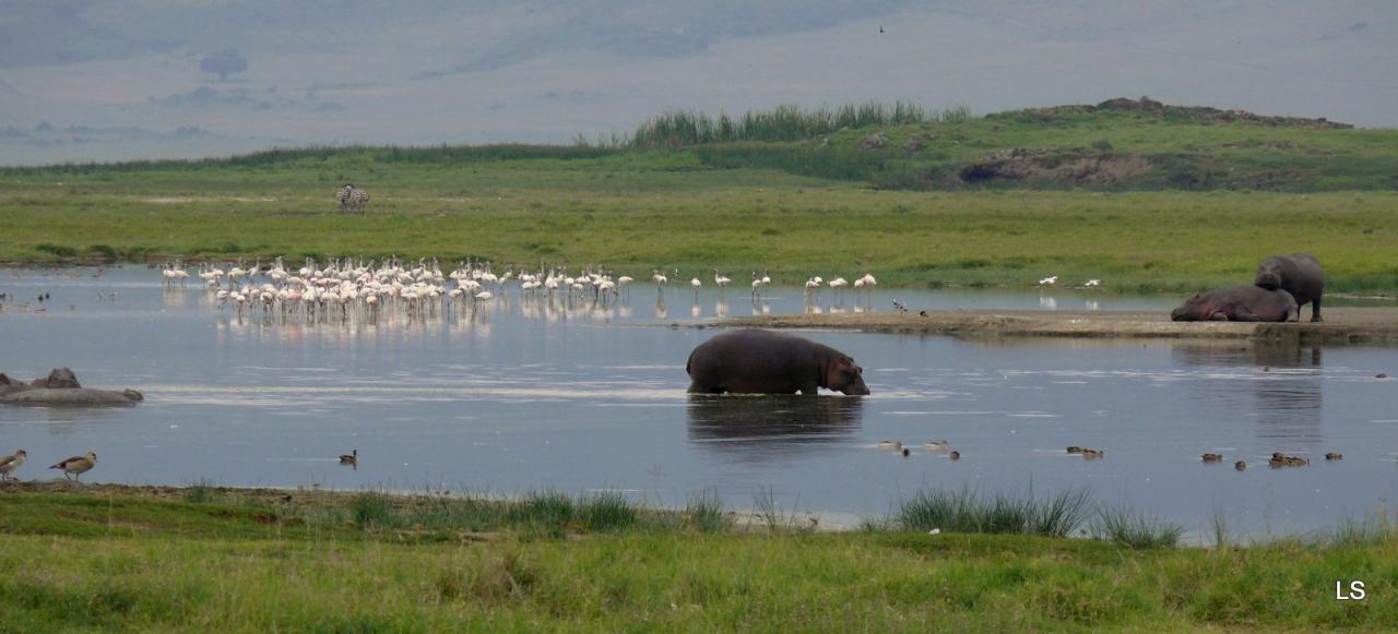 Hippopotame/Hippopotamus (1)