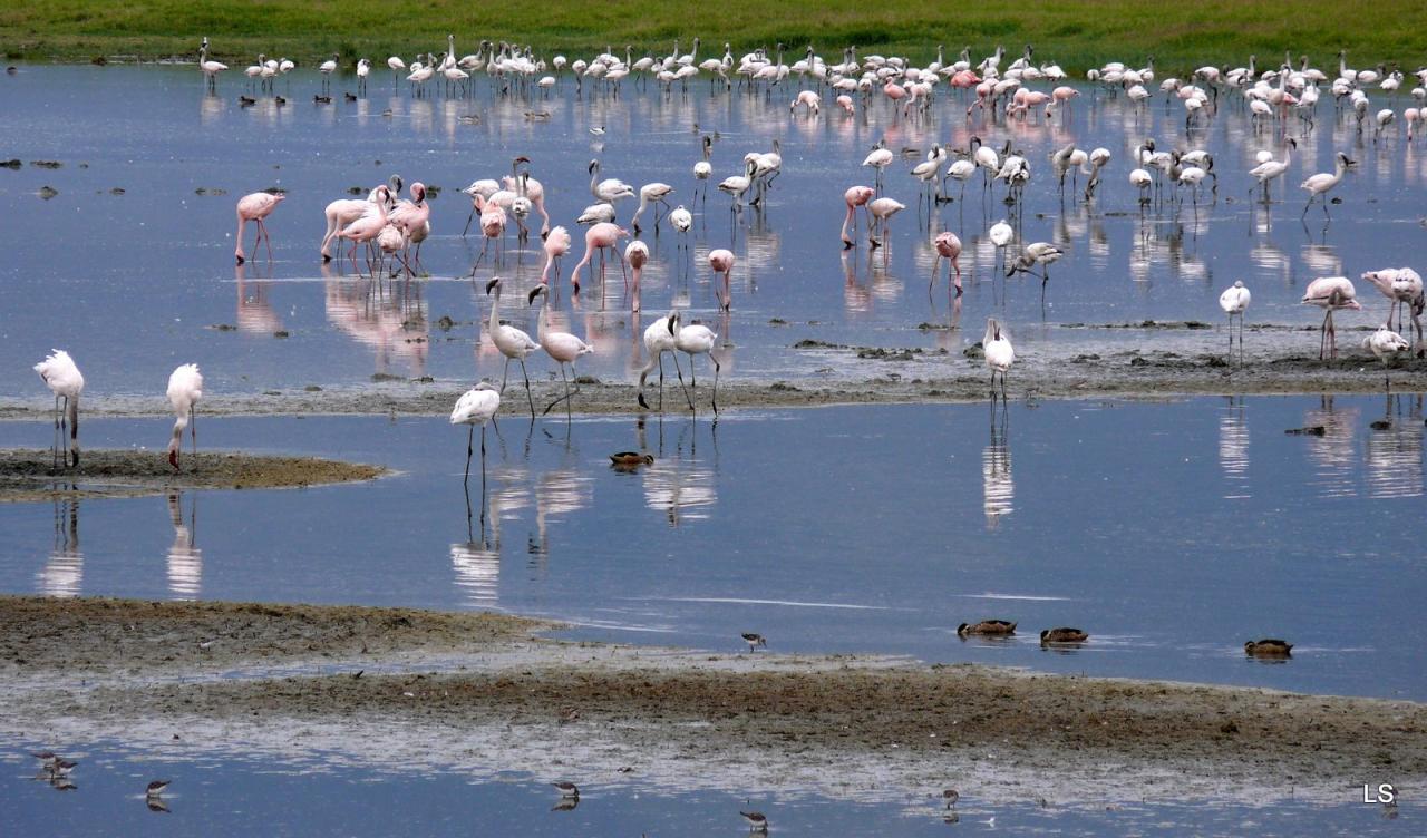 Flamants roses/Flamingoes (1)