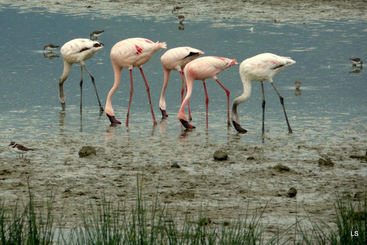 Flamants roses/Flamingoes (2)