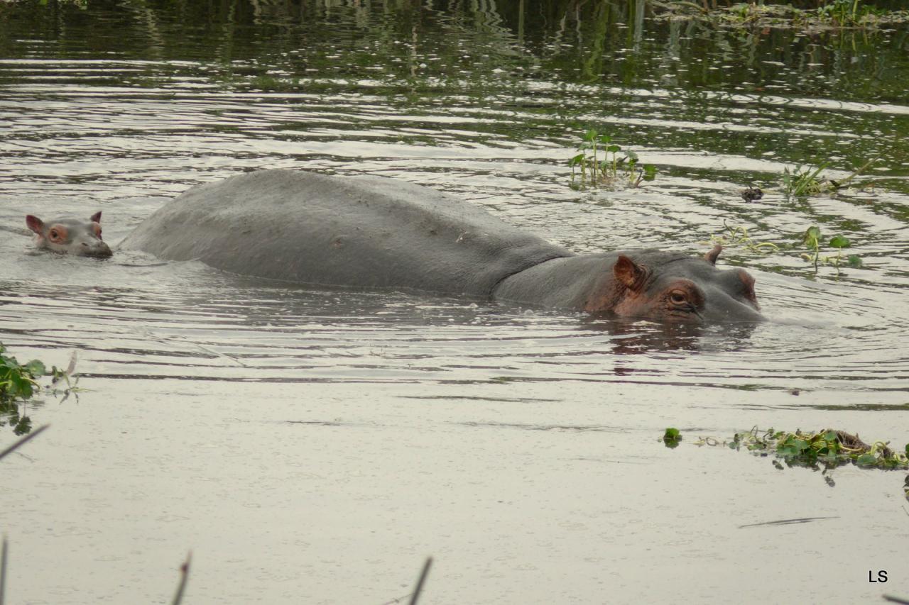 Hippopotame/Hippopotamus (2)