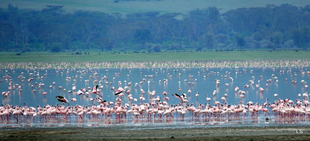 Flamants roses/Flamingoes (3)
