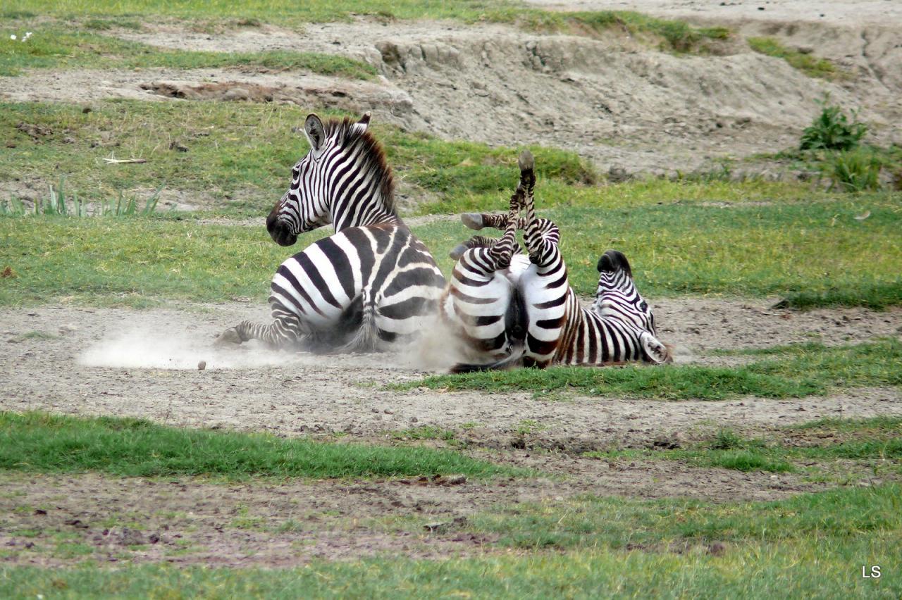 zèbre de Burchell/Burchell's Zebra (1)